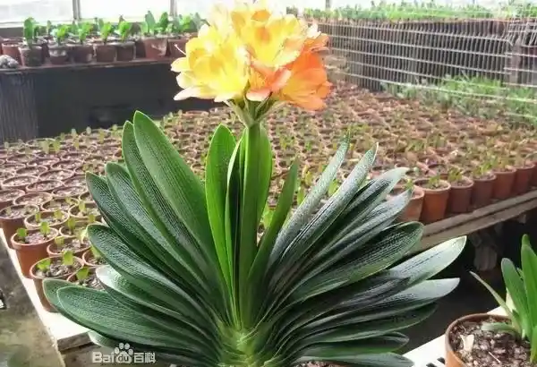 君子兰是什么植物,君子兰是什么样的花？