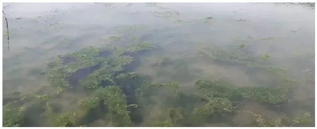 水产腐殖酸钠杀青苔用 | 三农问答
