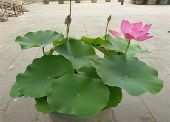 植物常识问题|盆栽荷花的栽培方法（荷花种子种植方法与家养步骤）