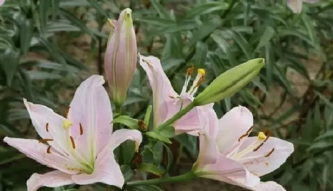 植物常识问题|百合花怎么种植方法