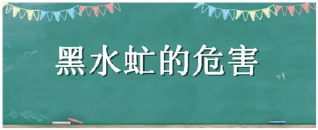 黑水虻的危害 | 农业常识