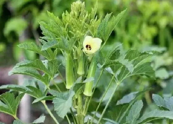 植物常识问题|种植秋葵的田间管理方法（秋葵的种植方法和注意事项）