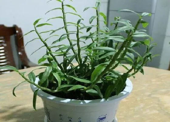 植物常识问题|石斛是热性还是凉性