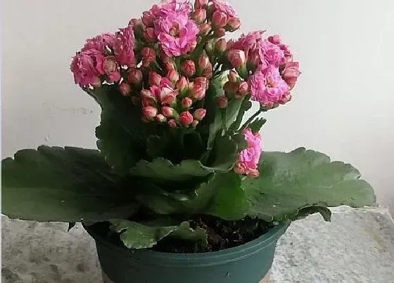 植物常识问题|网上购买的长寿花为啥都是软皮盆