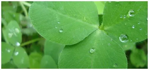 苜蓿草需要年年播种吗 | 科普知识