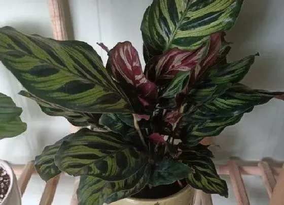 植物常识问题|孔雀竹芋好养活吗