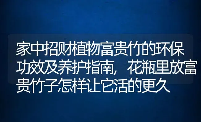 家中招财植物富贵竹的环保功效及养护指南,花瓶里放富贵竹子怎样让它活的更久 | 养殖常见问题