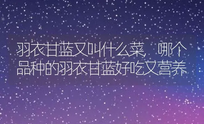 羽衣甘蓝又叫什么菜,哪个品种的羽衣甘蓝好吃又营养 | 养殖常见问题