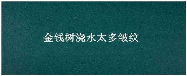 金钱树浇水太多皱纹 | 三农答疑