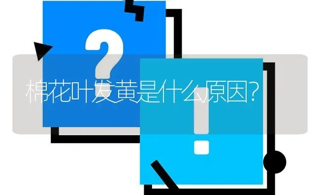 棉花叶发黄是什么原因? | 养殖问题解答