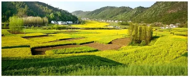 油菜的种植方法 | 农业常识