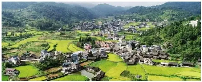 农村商机好项目有哪些 | 农业问题