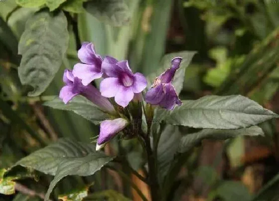 植物常识问题|花卉叶片有斑点怎么处理