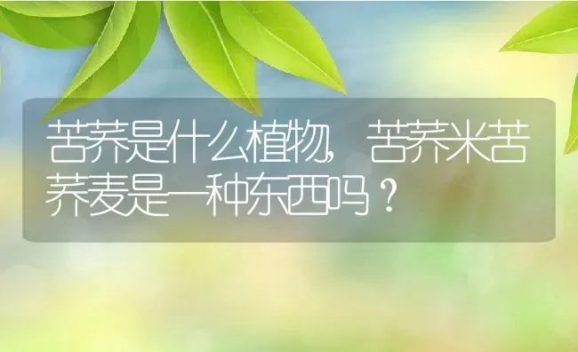 苦荞是什么植物,苦荞米苦荞麦是一种东西吗？ | 养殖常见问题