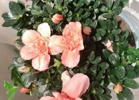 植物常识问题|杜鹃花如何修剪狂开花