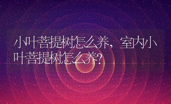 小叶菩提树怎么养,室内小叶菩提树怎么养？ | 养殖常见问题