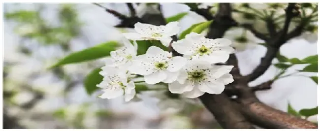 种植梨树的注意事项 | 生活常识