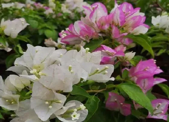 植物常识问题|三角梅开完花不生长了要怎么办