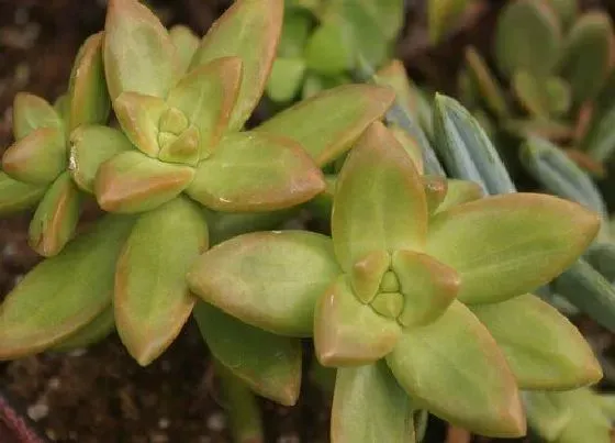 植物常识问题|多肉小苗怎么养护根系更发达