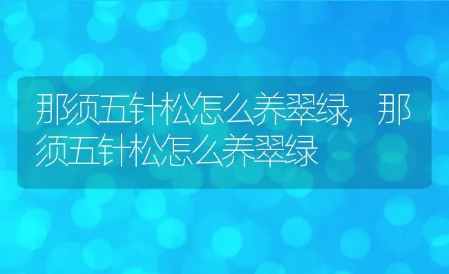 那须五针松怎么养翠绿,那须五针松怎么养翠绿 | 养殖常见问题