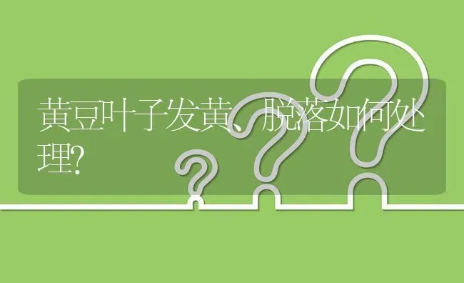 黄豆叶子发黄、脱落如何处理? | 养殖问题解答