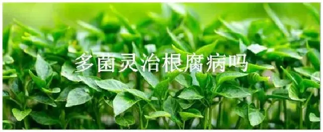 多菌灵治根腐病吗 | 三农问答