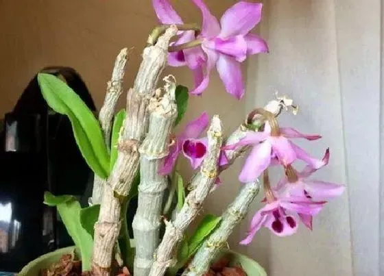 植物常识问题|盆栽石斛如何养护才能多开花  有哪些养护技巧