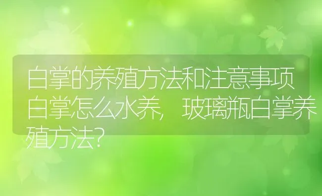 白掌的养殖方法和注意事项白掌怎么水养,玻璃瓶白掌养殖方法？ | 养殖常见问题