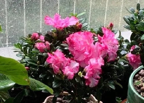 植物常识问题|杜鹃花如何修剪狂开花