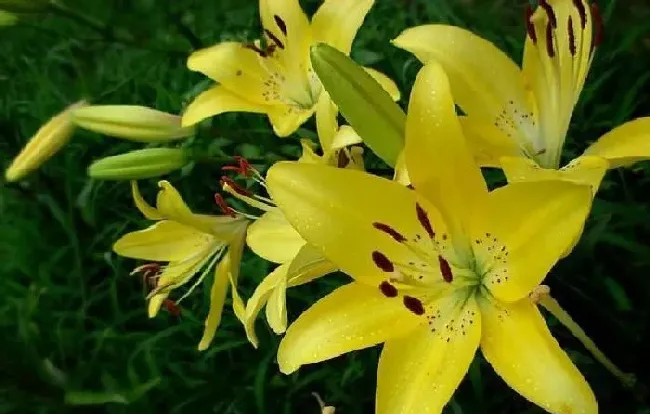 植物常识问题|百合花怎么种植方法