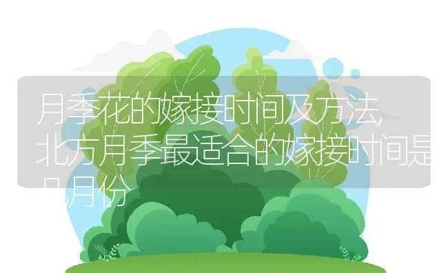 月季花的嫁接时间及方法,北方月季最适合的嫁接时间是几月份 | 养殖常见问题