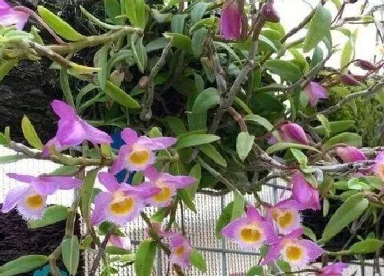 植物常识问题|盆栽石斛如何养护才能多开花  有哪些养护技巧