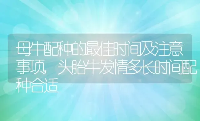 母牛配种的最佳时间及注意事项,头胎牛发情多长时间配种合适 | 养殖常见问题