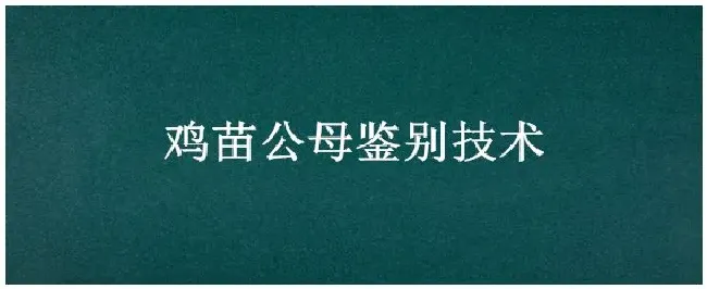 鸡苗公母鉴别技术 | 农业常识