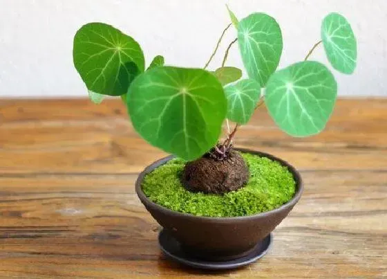 植物常识问题|山乌龟多少度能过冬天（冬季养殖温度及耐寒越冬最低温）