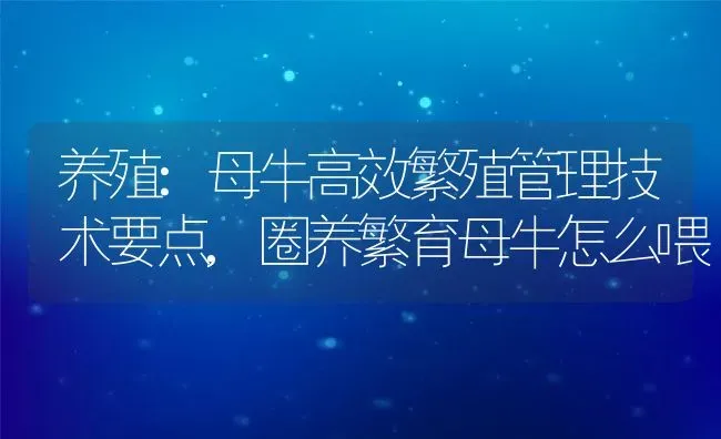 养殖:母牛高效繁殖管理技术要点,圈养繁育母牛怎么喂 | 养殖常见问题