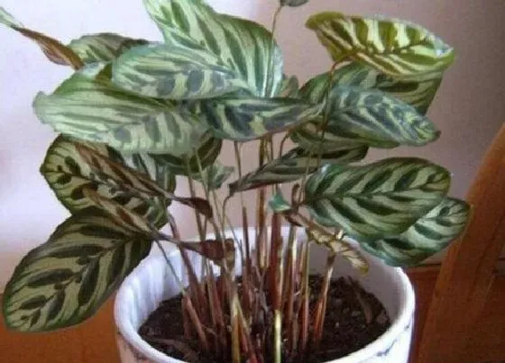 植物常识问题|孔雀竹芋好养活吗