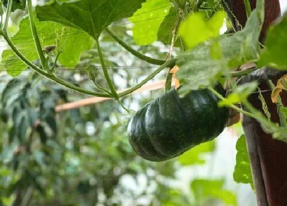 植物常识问题|南瓜种植技术与管理