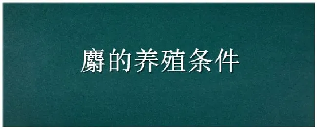 麝的养殖条件 | 农业常识