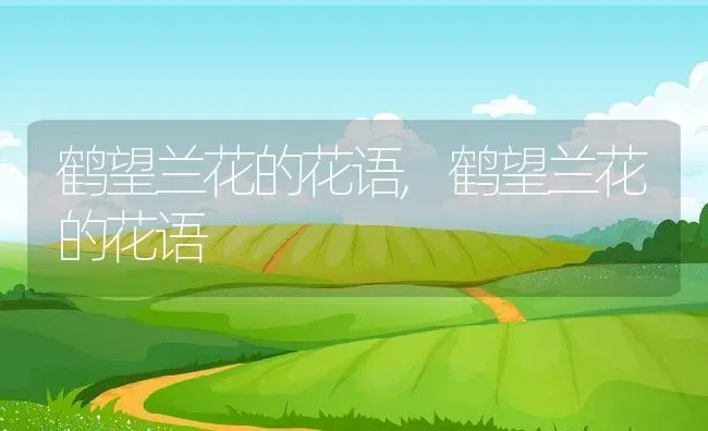 鹤望兰花的花语,鹤望兰花的花语 | 养殖常见问题