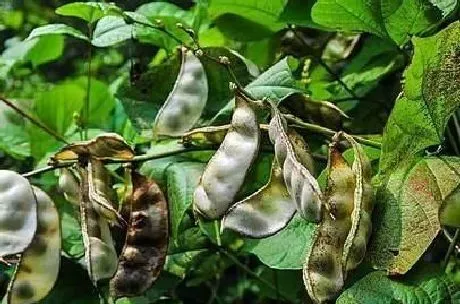 植物常识问题|扁豆怎样种植产量高 （扁豆的种植时间和管理方法）