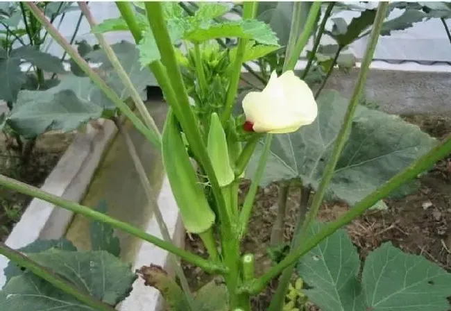 植物常识问题|种植秋葵的田间管理方法（秋葵的种植方法和注意事项）