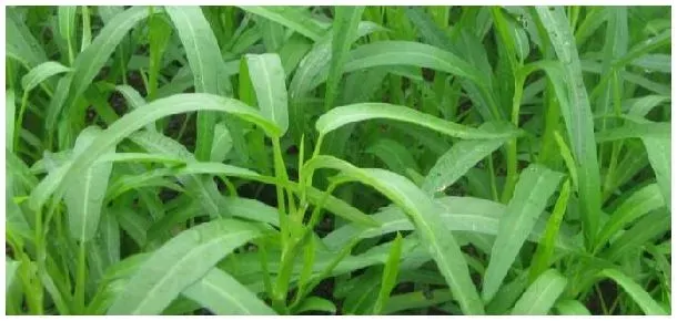 空心菜露天种植时间与方法附空心菜的种类 | 生活常识
