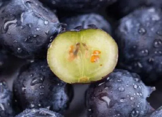 植物常识问题|蓝莓要剥皮吗怎么剥 正确吃蓝莓的方法