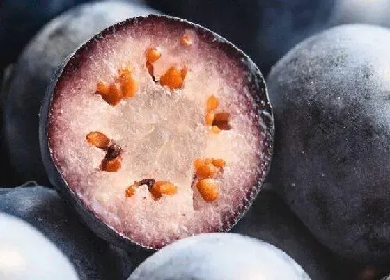 植物常识问题|蓝莓要剥皮吗怎么剥 正确吃蓝莓的方法