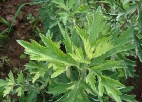 植物常识问题|艾叶长什么样子 正宗艾草叶的样子图片