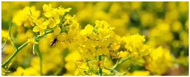 油菜开花可以打农药吗一般打什么农药 | 农业常识