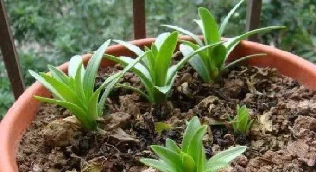 植物常识问题|百合花怎么种植方法