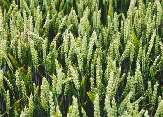 植物常识问题|早熟小麦有哪些品种 优质的小麦早熟高产品种
