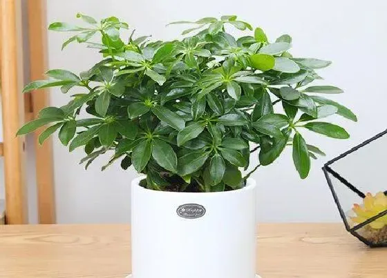 植物常识问题|如何养护鸭掌木长得好